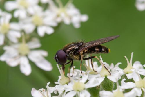 Cheilosia sp.